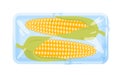 Corncobs in plastic tray, fresh corn crop in supermarket package, raw summer vegetable