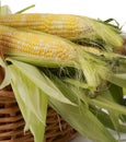 Corncobs in a wiker basket Royalty Free Stock Photo