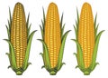 Corncobs with yellow corns and green leaves