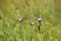 Corncockle (Agrostemma githago) blooming on a wildflower meadow