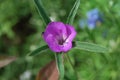 Corncockle flower (Agrostemma githago)