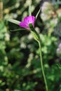 Corncockle flower (Agrostemma githago)