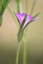 Corncockle flower (Agrostemma githago)