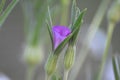 Corncockle flower (Agrostemma githago)