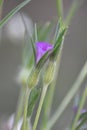 Corncockle flower (Agrostemma githago)