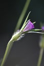 Corncockle flower (Agrostemma githago)