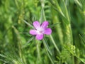 The corncockle flower Agrostemma githago