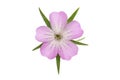 Corncockle flower isolated