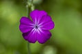 Corncockle, gith or Agrostemma githago common wild purple flower