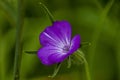 Corncockle, gith or Agrostemma githago common wild purple flower