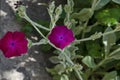Corncockle, gith or Agrostemma githago often meet wild purple flower