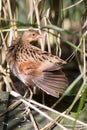 Corncrake bird, Crex crex, also know as a landrail