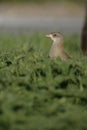 Corncrake, Crex crex