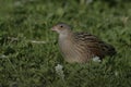 Corncrake, Crex crex