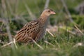 Corncrake, Crex crex