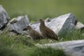 Corncrake, Crex crex