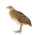 Corncrake or Landrail Crex crex isolated on white