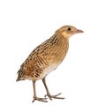 Corncrake or Landrail Crex crex isolated on white