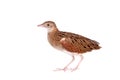 Corncrake or Landrail, Crex crex, on white Royalty Free Stock Photo