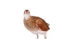 Corncrake or Landrail, Crex crex, on white Royalty Free Stock Photo