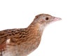 Corncrake or Landrail, Crex crex, on white Royalty Free Stock Photo