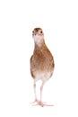 Corncrake or Landrail, Crex crex, on white Royalty Free Stock Photo