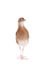 Corncrake or Landrail, Crex crex, on white Royalty Free Stock Photo