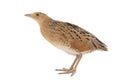 Corncrake or Landrail, Crex crex, isolated on white Royalty Free Stock Photo