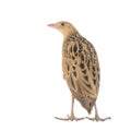 Corncrake or Landrail, Crex crex, isolated on white Royalty Free Stock Photo