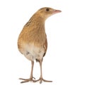 Corncrake or Landrail, Crex crex, isolated on white Royalty Free Stock Photo