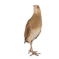 Corncrake or Landrail, Crex crex, isolated on white Royalty Free Stock Photo