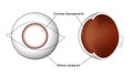 Cornea and sclera of the eye