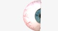 The cornea is the transparent, outer dome forming the anterior (front) portion of the eye