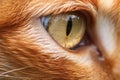 corneal sequestrum visible in a cats eye