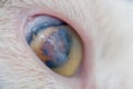 Adult cat with corneal ulcer