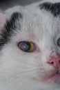 Adult cat with corneal ulcer