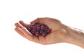 cornel berries.Dogwood berries in hand isolated on white background.Dogwood harvest Royalty Free Stock Photo