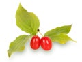 Cornel Berry (Dogwood) with leaves Royalty Free Stock Photo