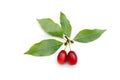 Cornelian cherry Royalty Free Stock Photo