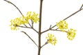 Cornelian Cherry Blossoms