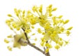 Cornelian Cherry Blossoms