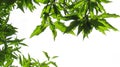 Cornelian Cherry Cornus mas. branches with green leaves. Royalty Free Stock Photo