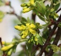 Cornelian cherry (Cornus mas) Royalty Free Stock Photo