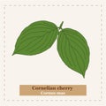 Cornelian cherry - Cornus mas Royalty Free Stock Photo