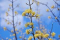 Cornelian cherry, European cornel or Cornelian cherry dogwood Cornus mas Royalty Free Stock Photo