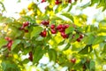 Cornelian cherry tree growing as these red fruits Royalty Free Stock Photo