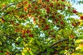 Cornelian cherry tree growing as these red fruits Royalty Free Stock Photo