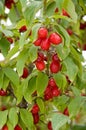 Cornelian cherry tree growing