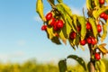 Cornelian cherry tree growing as these red fruits Royalty Free Stock Photo