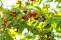 Cornelian cherry tree growing as these red fruits Royalty Free Stock Photo